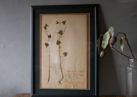 Botanical ART 1929 　no.12