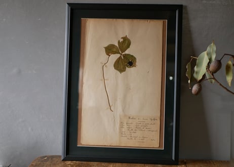 Botanical ART 1929 　no.18