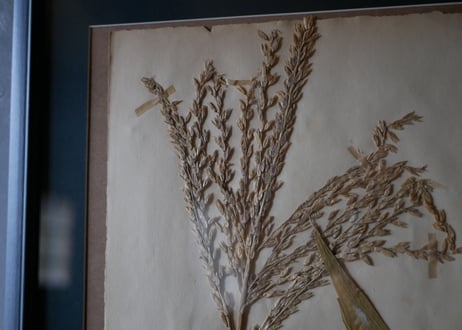 Botanical ART 1929 　no.14