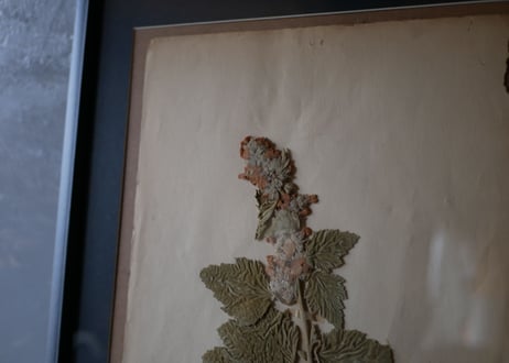 Botanical ART 1929 　no.17