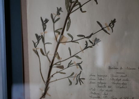 herbier no.4