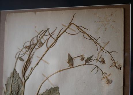 herbier no.5