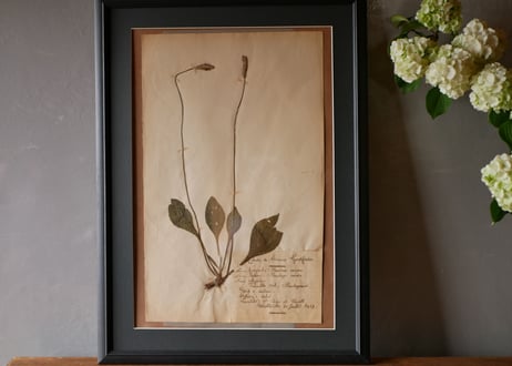 herbier no.6