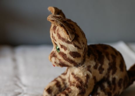 Cat from FRANCE