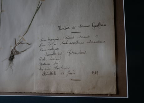 Botanical ART 1929 　no.16