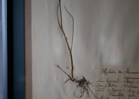 Botanical ART 1929 　no.11