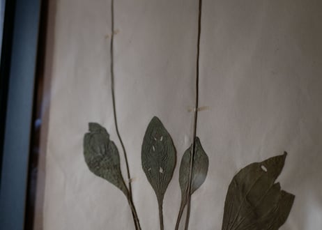 herbier no.6