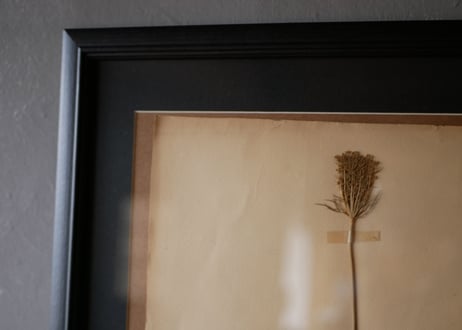herbier no.2