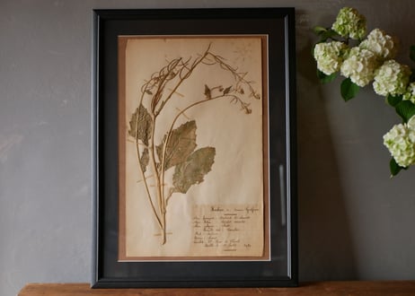 herbier no.5