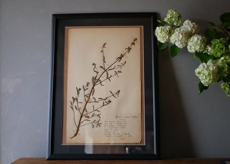 herbier no.4