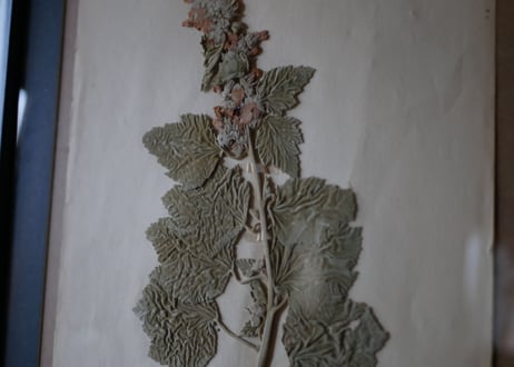 Botanical ART 1929 　no.17