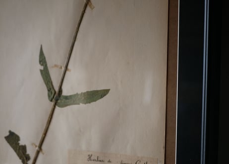 herbier no.9
