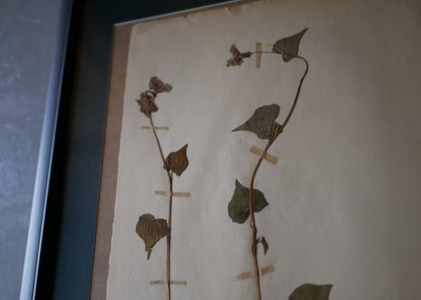Botanical ART 1929 　no.12