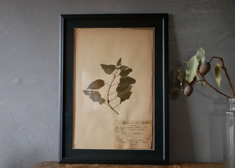 Botanical ART 1929 　no.21