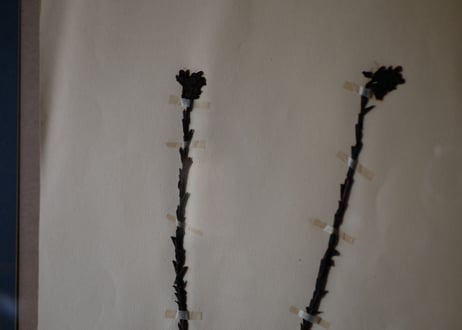 herbier no.8