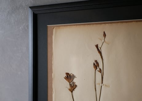 herbier no.10