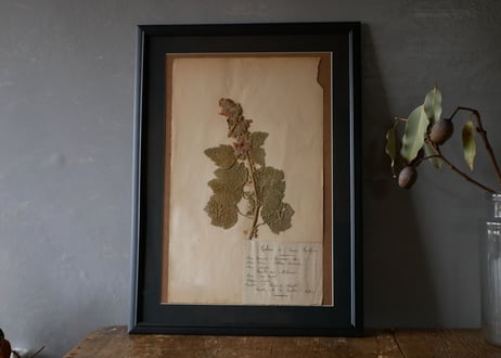 Botanical ART 1929 　no.17