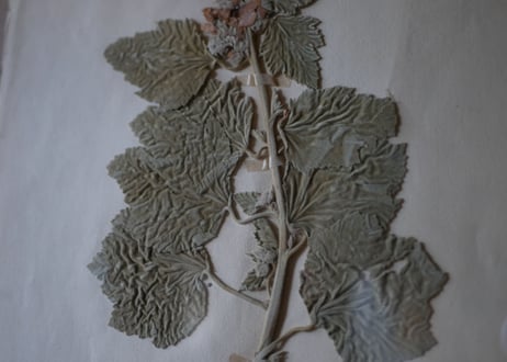 Botanical ART 1929 　no.17