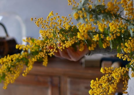 mimosa serviettes