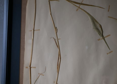 herbier no.7