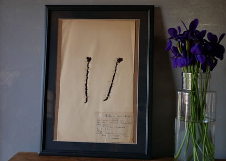 herbier no.8