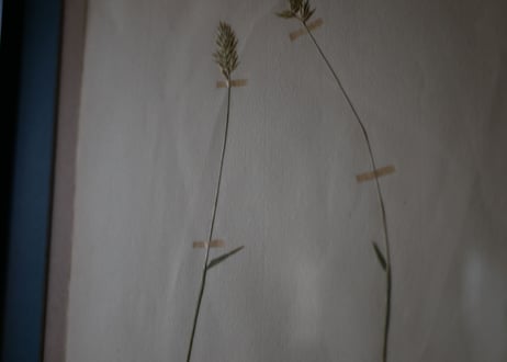 Botanical ART 1929 　no.16