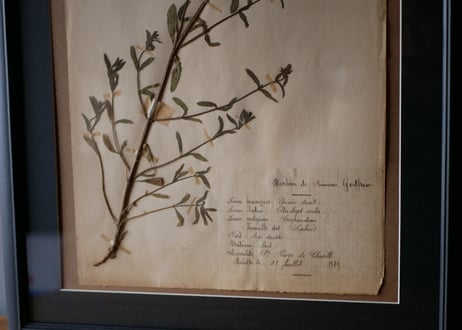 herbier no.4