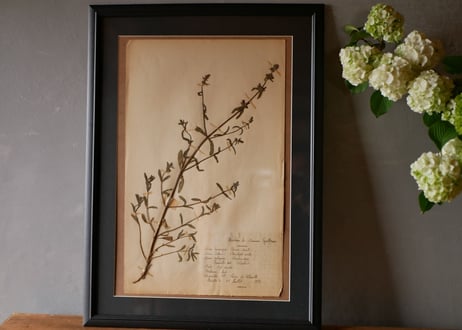 herbier no.4