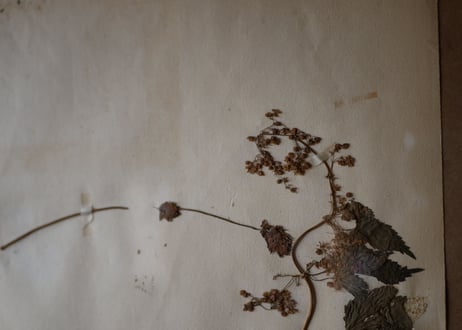 herbier no.3