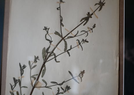 herbier no.4
