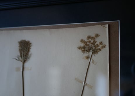 herbier no.2