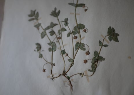 Botanical ART 1929 　no.13