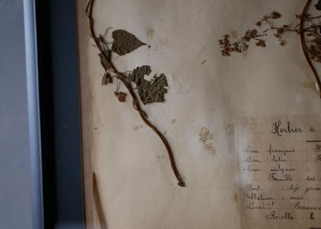 herbier no.3