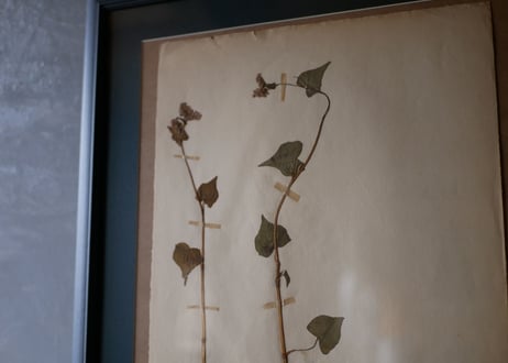 Botanical ART 1929 　no.12
