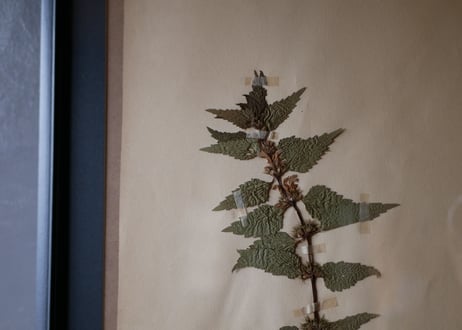 herbier no.1