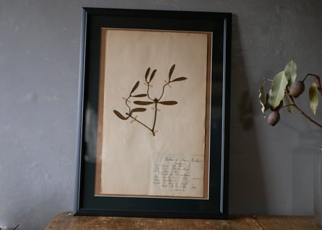 Botanical ART 1929 　no.20