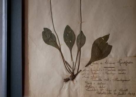 herbier no.6