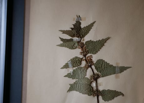 herbier no.1
