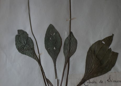 herbier no.6