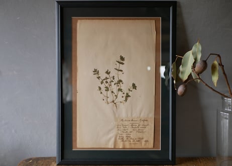 Botanical ART 1929 　no.13