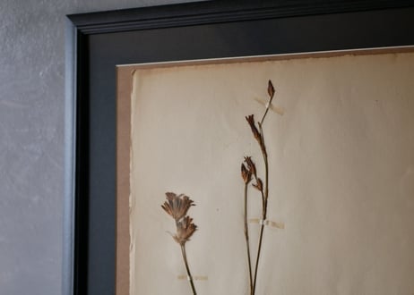 herbier no.10