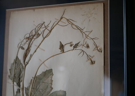 herbier no.5