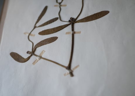 Botanical ART 1929 　no.20