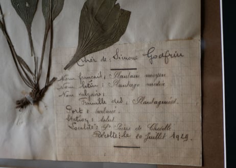 herbier no.6