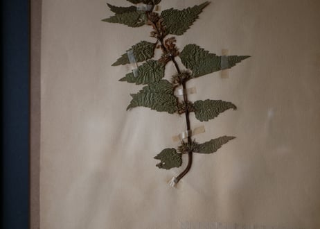 herbier no.1