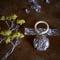 silver rattle, mistletoe