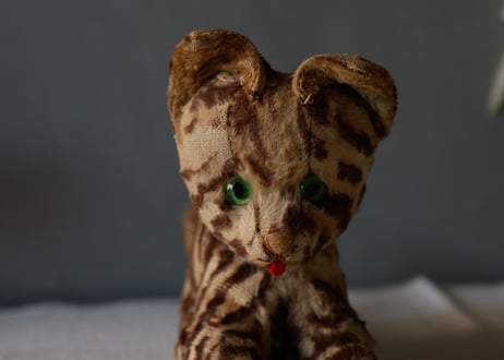 Cat from FRANCE