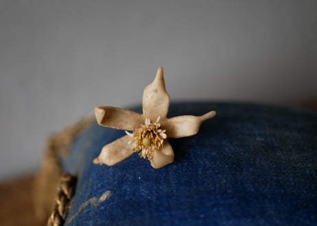 Wax flower