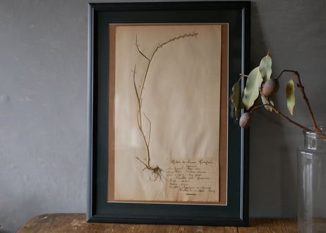 Botanical ART 1929 　no.11