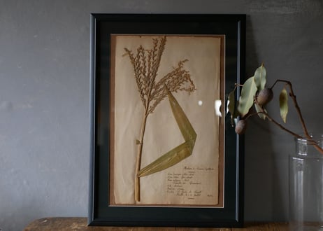 Botanical ART 1929 　no.14